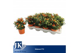 Solanum pseudocapsicum oranje bes A1