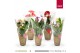 Anthurium andr. mix Lovely Mix in Hartjes hoes 