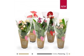 Anthurium andr. mix Lovely Mix in Hartjes hoes