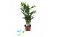 Dypsis lutescens Dypsis lutescens (Areca) 17cm (zonder hoes) 