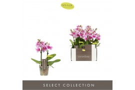 Phalaenopsis multiflora roze Optifriend Kris 2spike