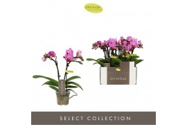 Phalaenopsis multiflora paars Optifriend Lotte 2spike