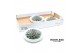 Arrangementen succulenten rootless echeveria pulidonis in tapir bowl 