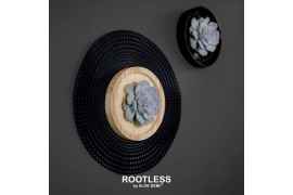 Arrangementen succulenten rootless echeveria mix in wooden bowl