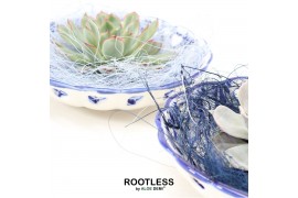 Arrangementen succulenten rootless echeveria mix in dutch delft blue b