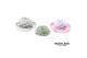 Arrangementen succulenten rootless echeveria mix in octopus bowl 