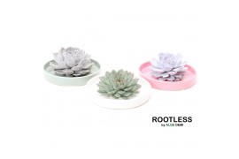 Arrangementen succulenten rootless echeveria mix in octopus bowl