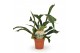 Platycerium bifurcatum 