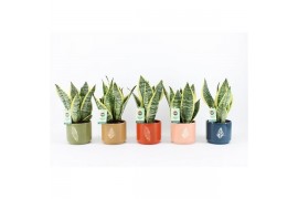 Sansevieria trifasciata futura superba in artistique keramiek