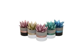 Echeveria miranda coloured metallic mix in concrete-metallic ceramics