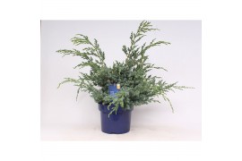 Juniperus chinensis blue alps