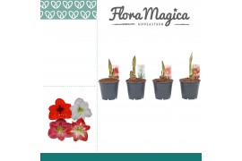 Hippeastrum mix 1 knop