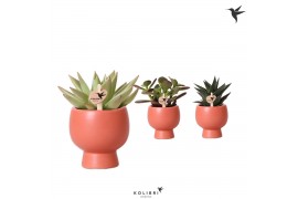 Succulenten mix Kolibri Greens Succulenten in Scandic pot terracotta