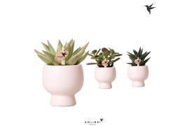 Succulenten mix Kolibri Greens Succulenten in Scandic pot white