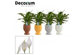 Spathiphyllum chopin decorum in pepijn - nature love