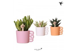 Succulenten mix in happy mug mix kolibri greens