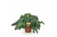 Phlebodium aureum davana 