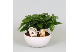 Kamerplanten overig planten in bakken  Arrangement Coffea in schaal