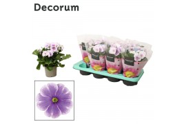 Primula obconica twilly touch me f1 blue white decorum