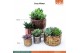 Succulenten mix SuPure® - Succulent mix in Nairobi 15 