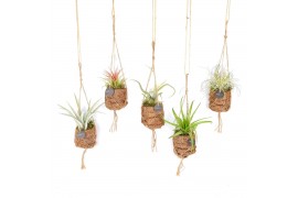 Tillandsia mix kokodama birdnest hangup