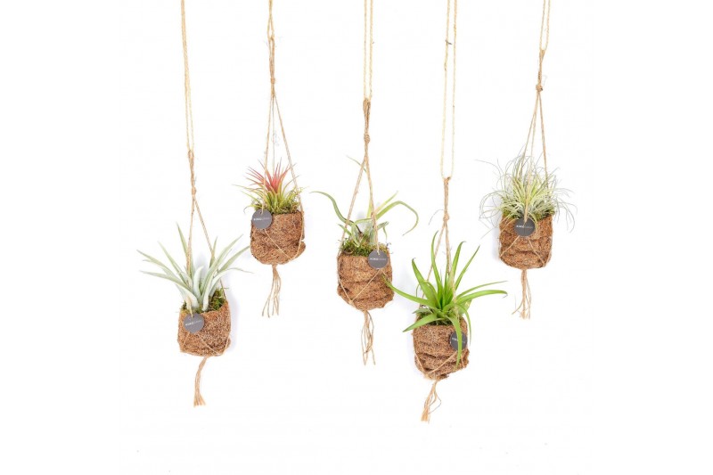 Tillandsia mix Kokodama Birdnest 7 cm Tillandsia mix 