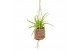 Tillandsia mix Kokodama Birdnest 7 cm Tillandsia mix 