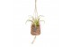 Tillandsia mix kokodama birdnest hangup 