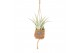 Tillandsia mix Kokodama Birdnest 7 cm Tillandsia mix 