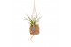 Tillandsia mix Kokodama Birdnest 7 cm Tillandsia mix 