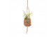 Tillandsia mix Kokodama Birdnest 7 cm Tillandsia mix 