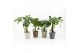 Kamerplanten mix jungle in nature keramiek 