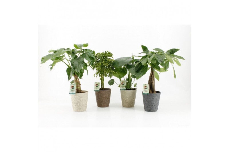 Kamerplanten mix jungle in nature keramiek 