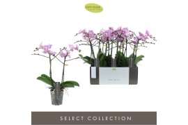 Phalaenopsis multiflora elegance 2 tak exclusivo