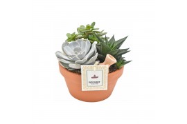 Arrangementen succulenten in terracotta bowl