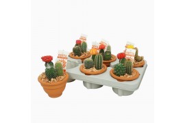 Arrangementen cactus cac0 in terracotta