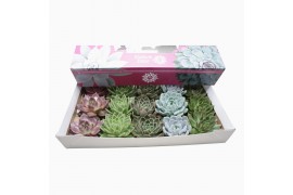 Echeveria mix in nature deco doos