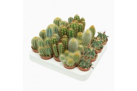 Cactus mix 5 soorten
