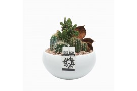 Arrangementen cactus Witte cactusschaal 19 cm met etiket,5 pp