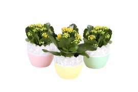 Arrangementen kamerplanten Easter Indoor Special: Twotone Ceramic Egg