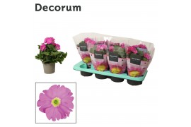 Primula obconica twilly touch me f1 rose decorum
