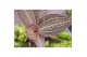 Arrangementen orchidee Jewel Orchid - KARMA Ruby | Ludisia | Terrarium 