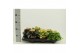 Peperomia mix 