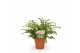 Asplenium parvati air so pure 