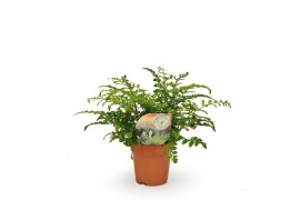 Asplenium parvati air so pure