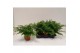Asplenium parvati air so pure 