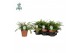 Asplenium parvati air so pure 