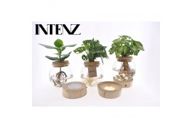 Kamerplanten mix Intenz mix in Bolglas + LED - levertijd: 24 u