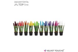 Sansevieria cylindrica velvet touchz® mix