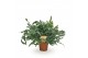 Phlebodium aureum blue star 